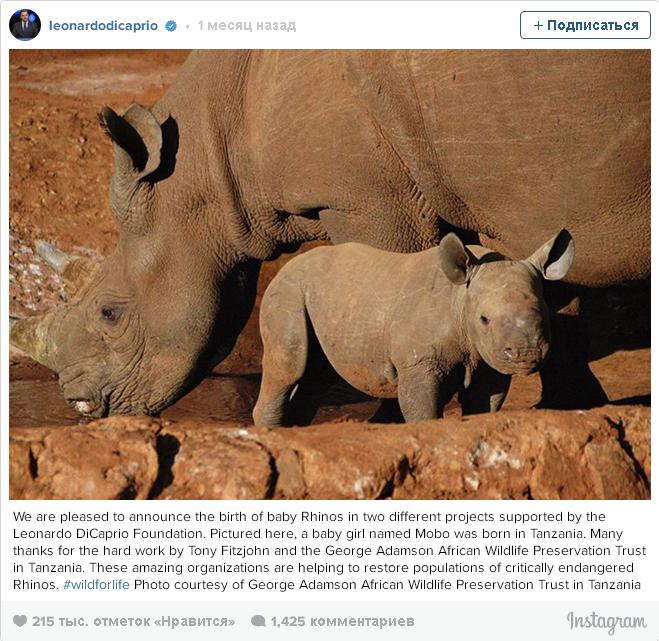 Збереження носорогів